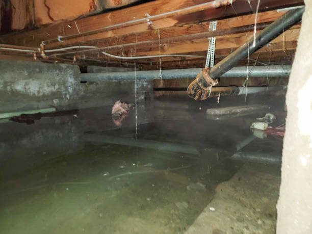 Best Fire Damage Restoration  in Oak Grove, AL